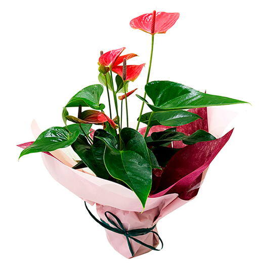 Pink Anthurium plant, gift-wrapped