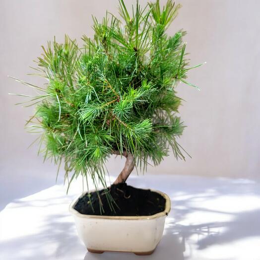 BONSAI PINO 8 AÑOS