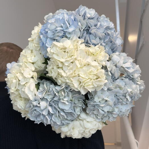 10 Hortensias Bleu Ciel
