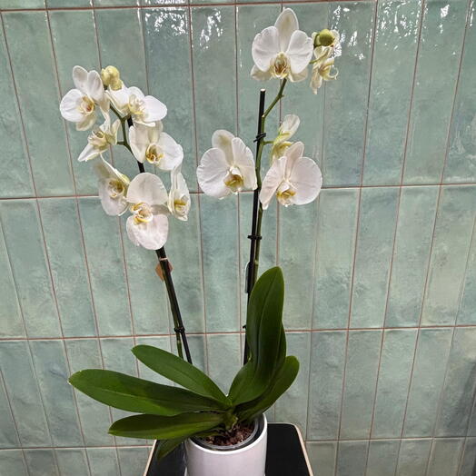 Orquidea
