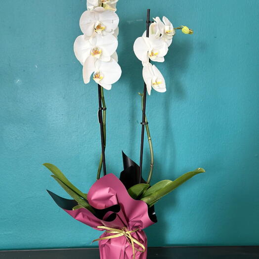 White orchid + free planter