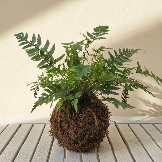 Kokedama de Helecho