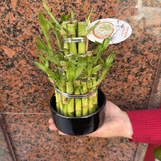 Pack Lucky Bamboo Base Negra 25cm