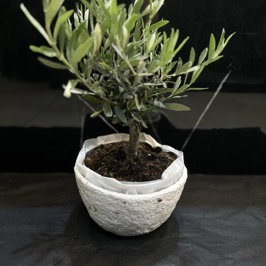 Olivo con maceta blanca