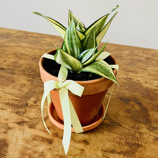 Planta Sanseviera