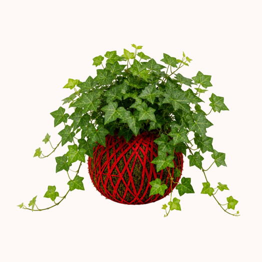 Kokedama Hereda Helix