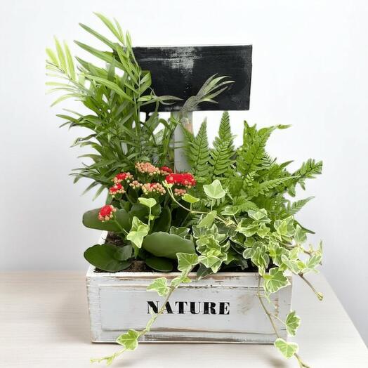 Composicion de Plantas Nature – Decoracion Viva para Espacios Interiores