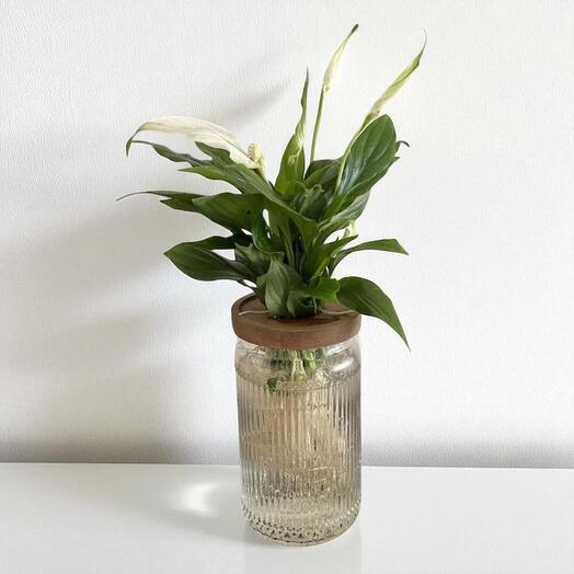 Spathiphyllum in Hydroponics – Indoor Air-Purifying Plant