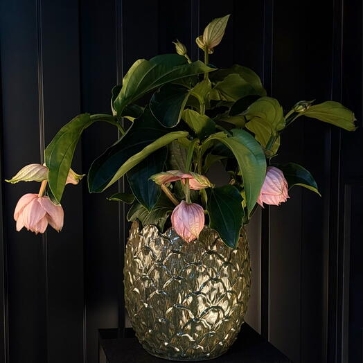 Magnifica en Maceta ceramica conica verde-marron