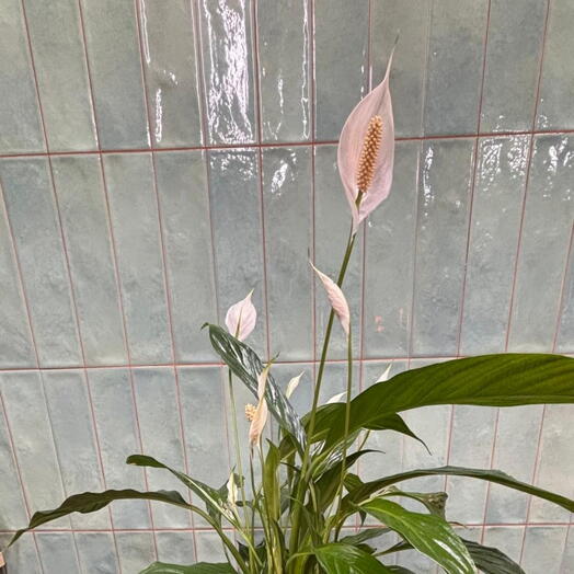 Спатифиллум