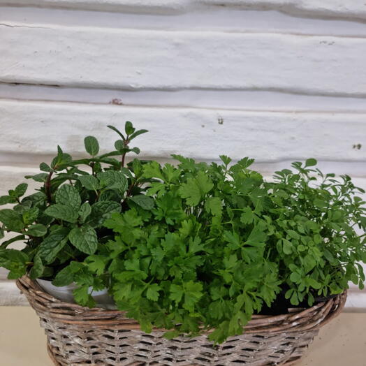 Surtido plantas aromaticas| Hierbabuena, Ruda, perejil