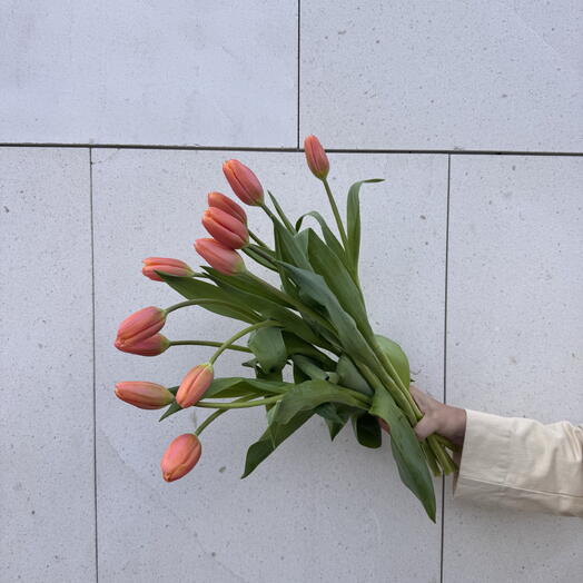 11 Soft Coral Tulips Mother s Day