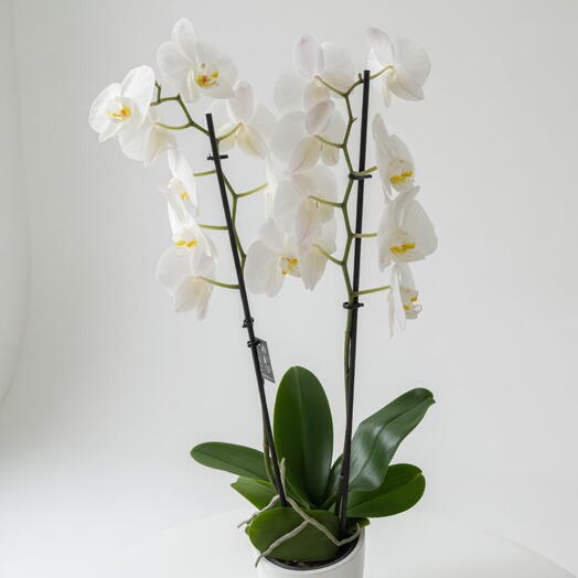 Orquideas Phalaenopsis