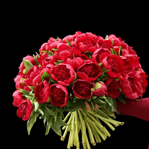 Bouquet of 50 garnet peonies