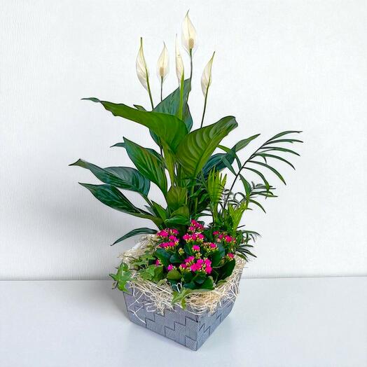 Cesta de Plantas MAYO – Composicion natural con plantas verdes y floridas