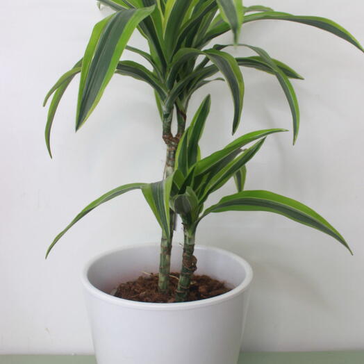 Dracena limon | Dracaena lemon line