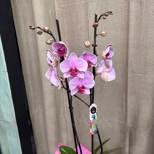 Orquidea Phalaenopsis