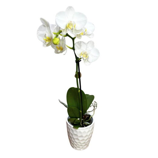 Planta de Orquidea Pequena blanca centro amarillo con macetero