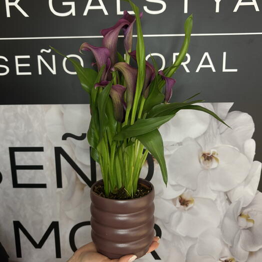 Fuchsia Calla Lily with Pot