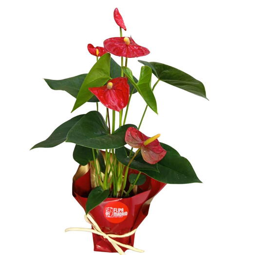 Planta de Anturio Rojo envuelto para regalo