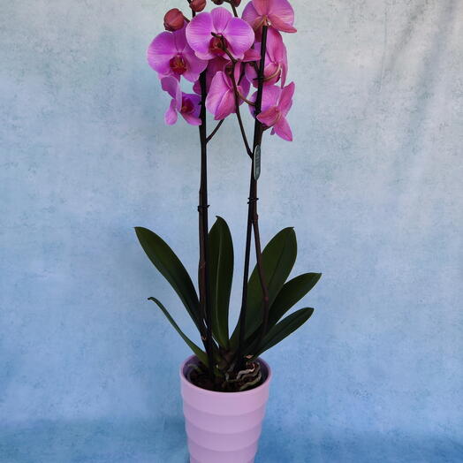 Orquidea rosa con macetero ceramica