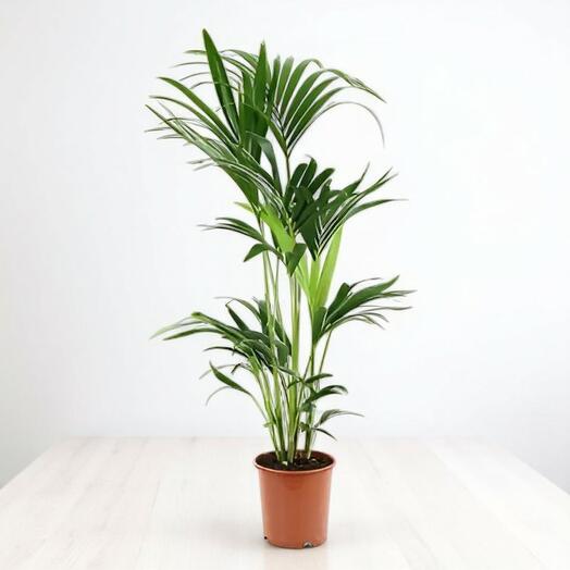 Planta Kentia (Howea forsteriana)