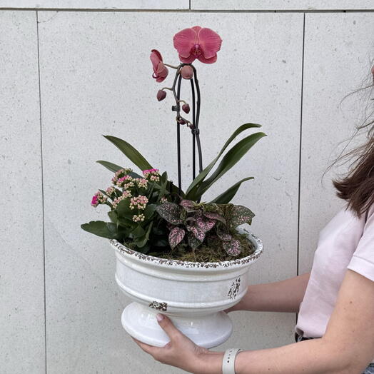 Orchid garden in an imperial vase for Mother's Day