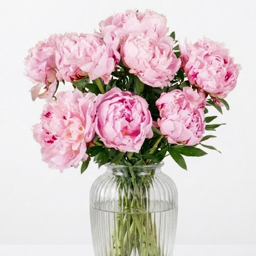 Ramo de Peonias rosas | 10 tallos