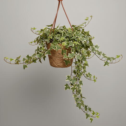 Hiedra Colgar
