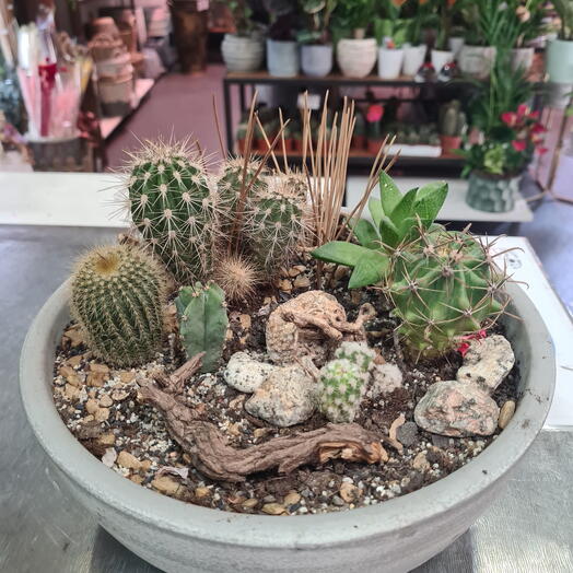 Jardin de Cactus Suculentos