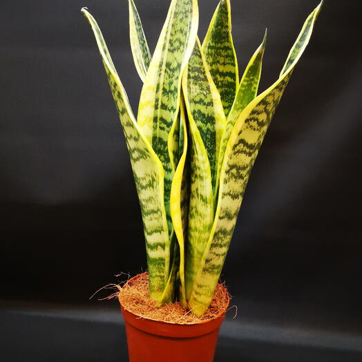 Sansevieria