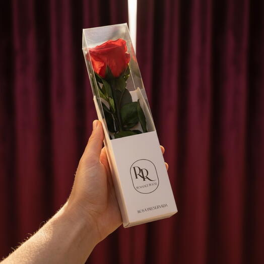Rosa Preservada 28 cm