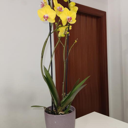 Orquidea amarilla y morada