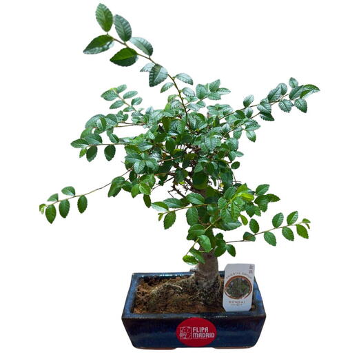 Bonsai de 6 anos