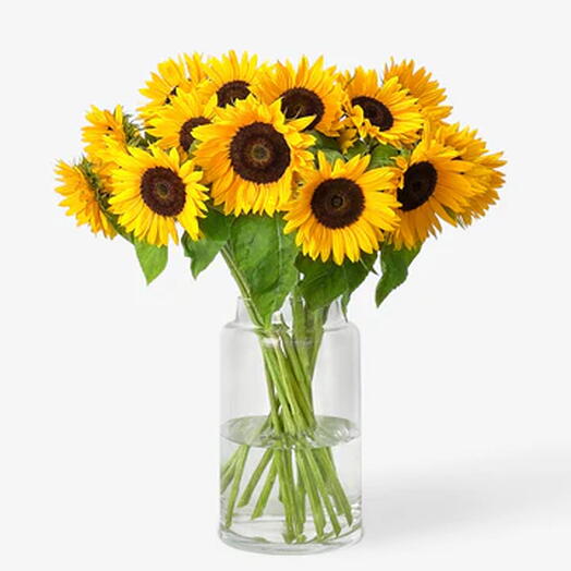 15 tiges de tournesol