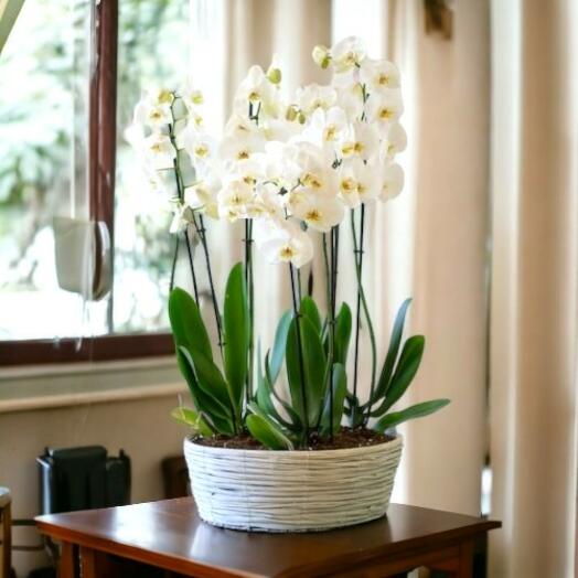 Cesta de 3 Orquideas Blancas