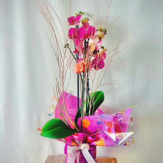 Орхідея фаленопсис фуксія