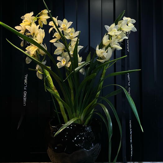 Cymbidium con jarron negro brillante