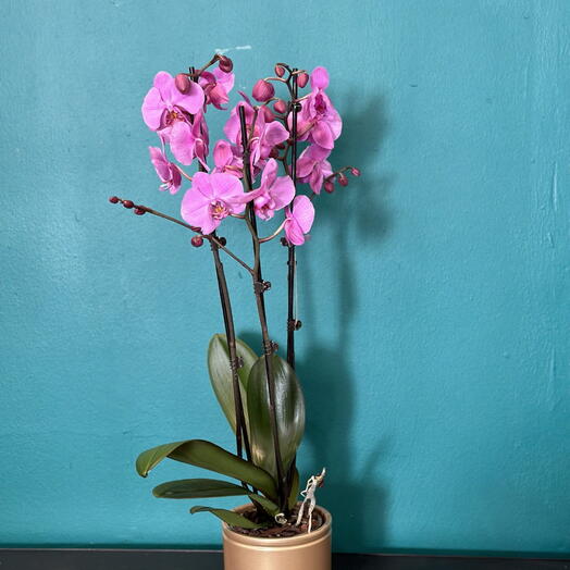 Pink orchid + planter as a gift