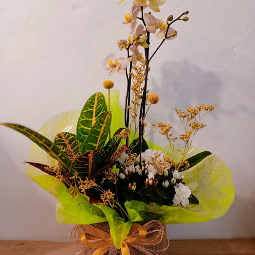 BoxPlant Yellow Phalaenopsis Orchid