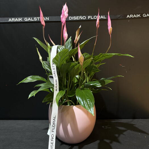 Planta Spatifilium Rosado