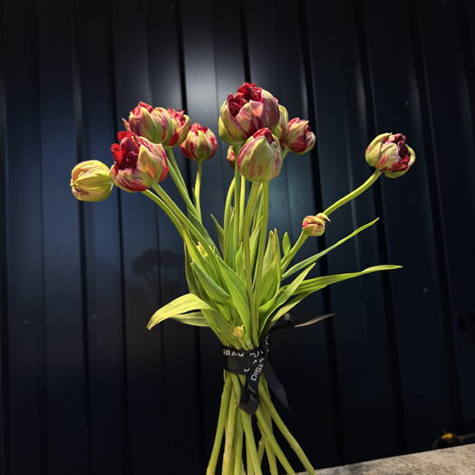 Peony-type tulips 10 pcs