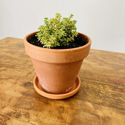 Planta tomillo limon en maceta + plato terracota