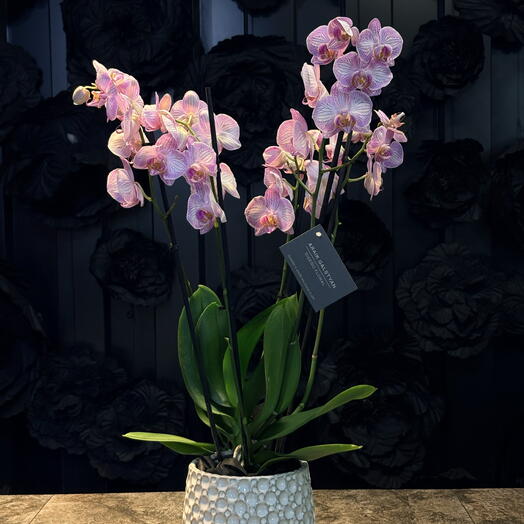 Orquídea con jarrón de cerámica