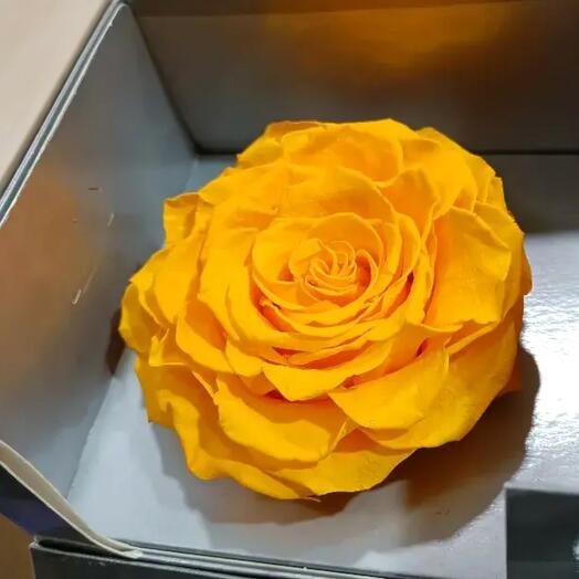 Cabeza de Rosa Eterna Amarilla – Flor Preservada XL de Larga Duracion
