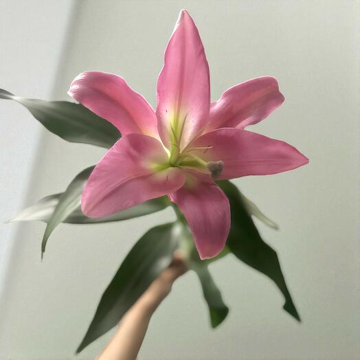 Lirio oriental