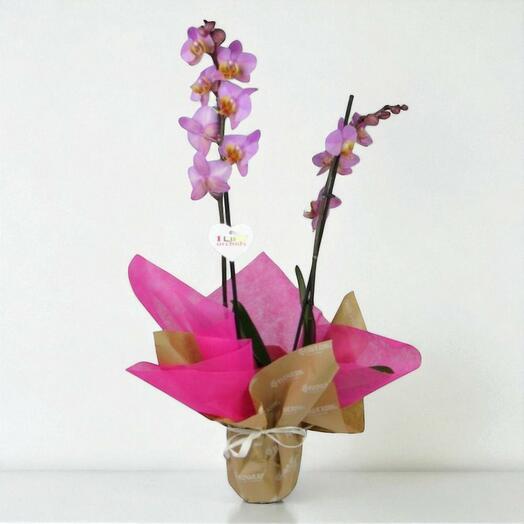 Orquidea Rosa Phalaenopsis – Belleza exotica para regalar con amor