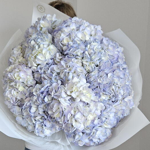 Lavender paradise