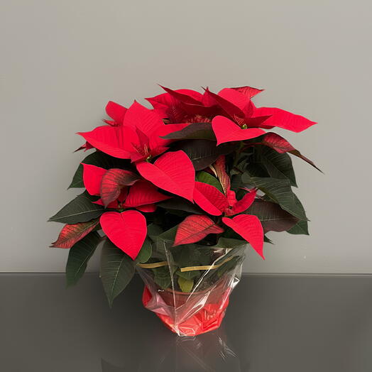 Poinsetia