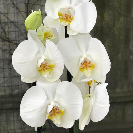 Phalaenopsis 2 tallos
